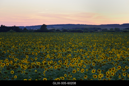 Napraforgó-stock-foto