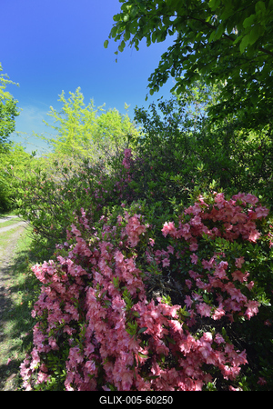 Budafapusztai Arborétum-stock-foto