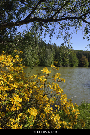Budafapusztai Arborétum-stock-foto