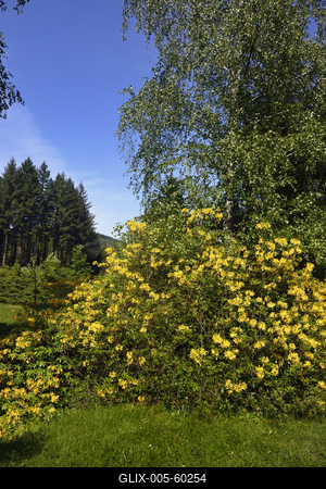 Budafapusztai Arborétum-stock-foto