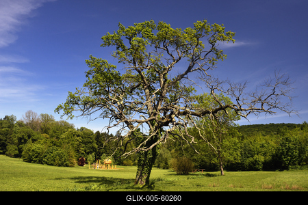 Budafapusztai Arborétum-stock-foto