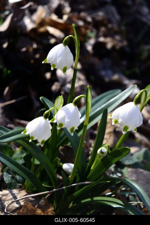 Tavaszi tőzike-stock-foto