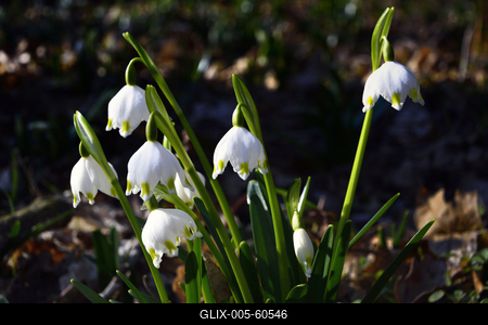 Tavaszi tőzike-stock-foto