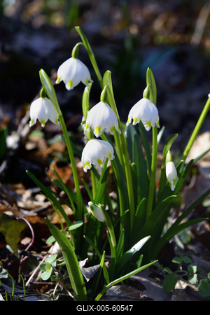 Tavaszi tőzike-stock-foto