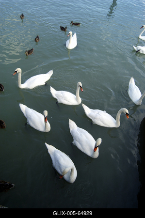 Hattyúk a balatonfüredi kikötőben-stock-foto