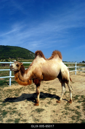 Balatonederics, szafari park-stock-foto