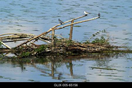 Tisza-tó-stock-foto