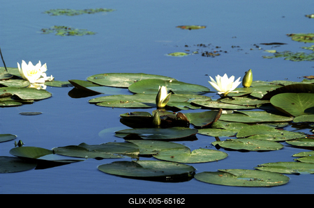 Tisza-tó-stock-foto