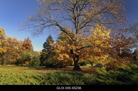 Tiszakürti Arborétum-stock-foto