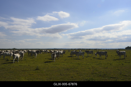 Fertő-tó-stock-foto