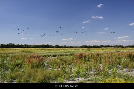 Fertő-tó-stock-foto