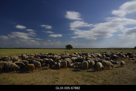 Fertő-tó-stock-foto