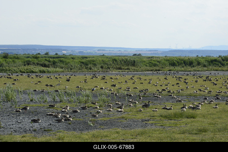 Fertő-tó-stock-foto