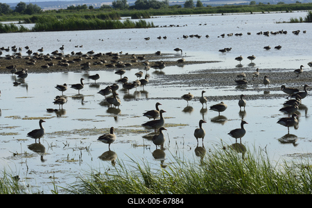 Fertő-tó-stock-foto