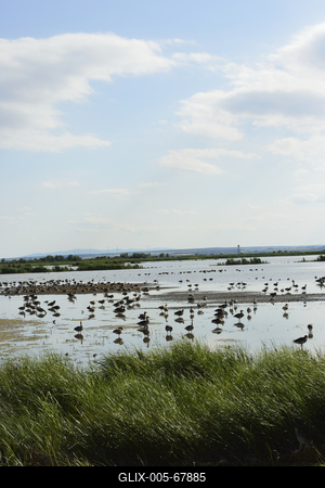 Fertő-tó-stock-foto