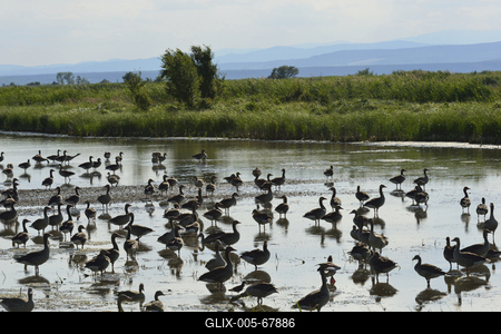 Fertő-tó-stock-foto