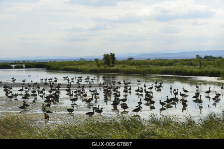 Fertő-tó-stock-foto