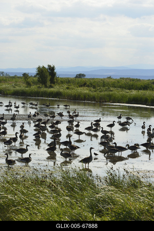 Fertő-tó-stock-foto
