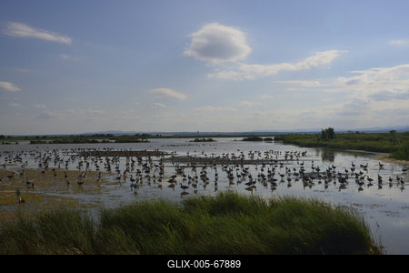 Fertő-tó-stock-foto