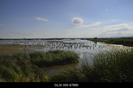 Fertő-tó-stock-foto
