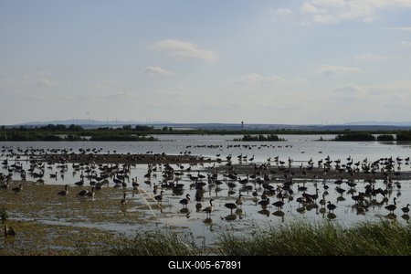 Fertő-tó-stock-foto