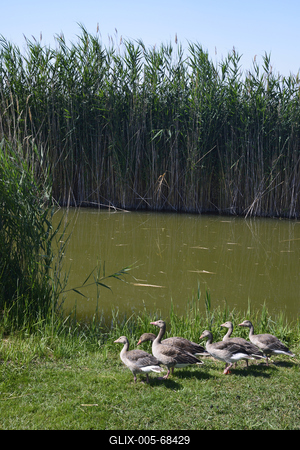 Fertő-tó-stock-foto