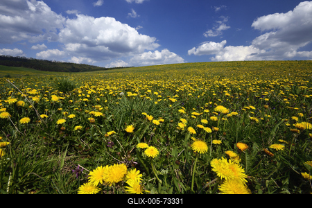 Virágos mező a Mátrában.-stock-foto
