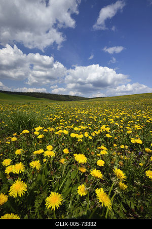 Virágos mező a Mátrában.-stock-foto