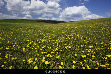 Virágos mező a Mátrában.-stock-foto
