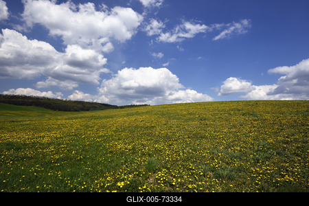 Virágos mező a Mátrában.-stock-foto
