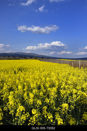 Hevesi táj-stock-foto