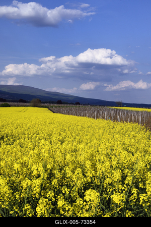 Hevesi táj-stock-foto