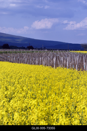Hevesi táj-stock-foto