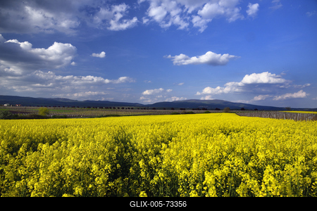 Hevesi táj-stock-foto