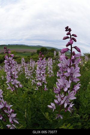 Hevesi táj-stock-foto