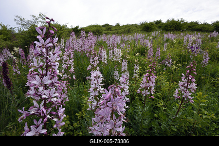 Hevesi táj-stock-foto