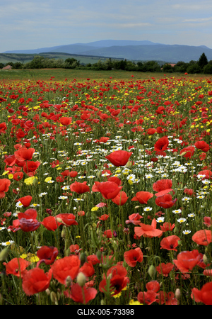 Hevesi táj-stock-foto