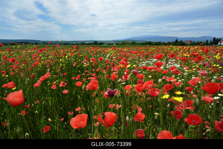 Hevesi táj-stock-foto