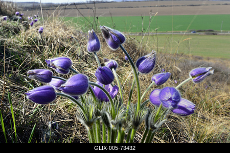 Hevesi táj-stock-foto