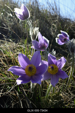 Hevesi táj-stock-foto