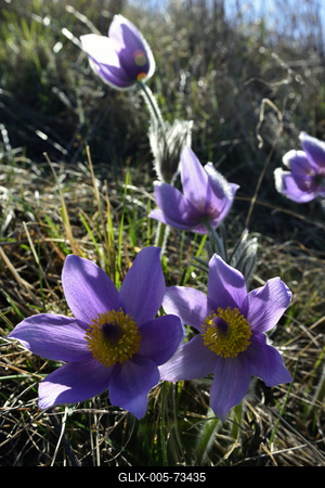 Hevesi táj-stock-foto