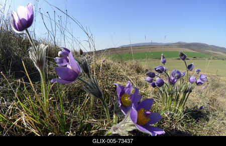 Hevesi táj-stock-foto
