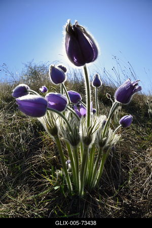 Hevesi táj-stock-foto