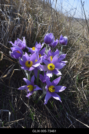 Hevesi táj-stock-foto