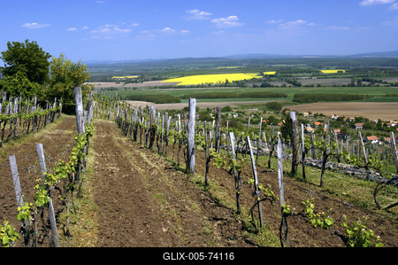 Somló-hegy-stock-foto