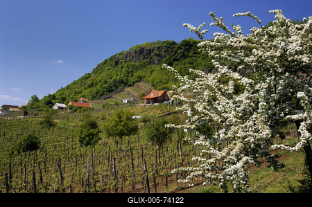 Somló-hegy-stock-foto