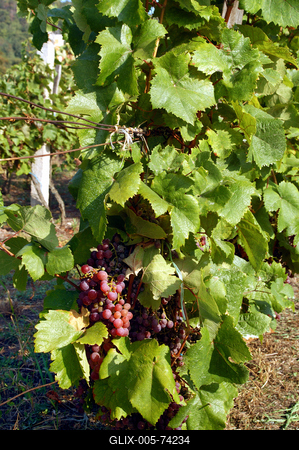 Szőlő a Szent György-hegyen.-stock-foto