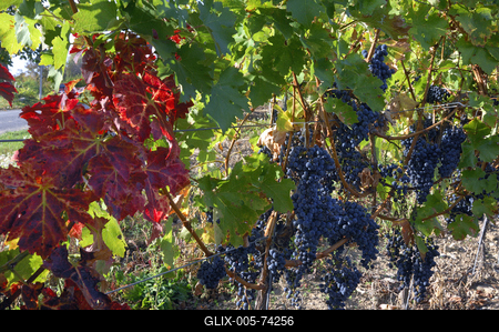 Érett szőlőfürtök a Szent György-hegyen-stock-foto