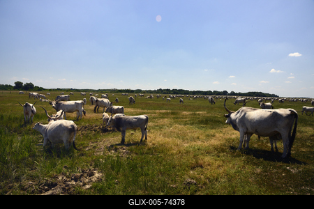 Hortobágy-stock-foto