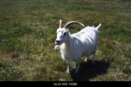 Hortobágy-stock-foto